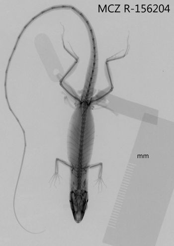 Media type: image;   Herpetology R-156204 Aspect: dorsoventral x-ray